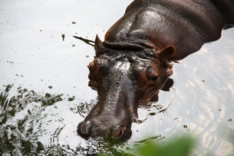 Thailand, Bangkok, Dusit Zoo